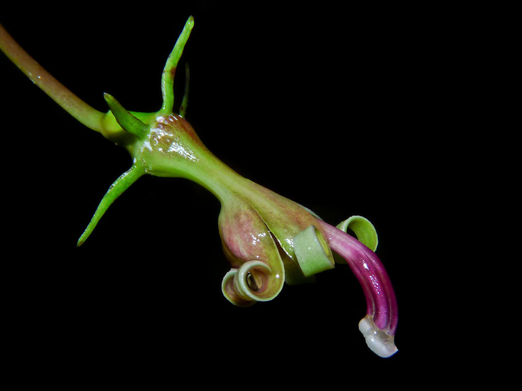 Burmeistera succulenta
