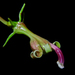 Burmeistera succulenta - Photo (c) Oscar Marín, algunos derechos reservados (CC BY-SA), subido por Oscar Marín