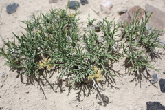 Lomatium nuttallii