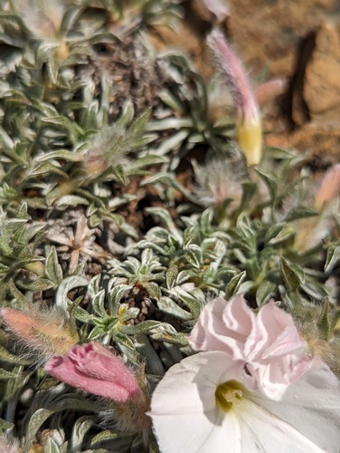 Convolvulus boissieri, photograph 3