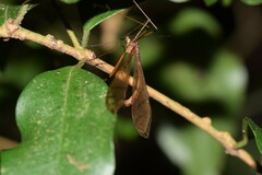 Image of Bittacus disternum