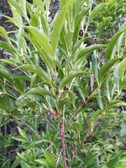 Tricalysia