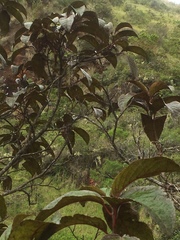 Perrottetia sandwicensis