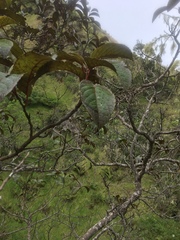 Perrottetia sandwicensis