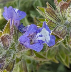Salvia pisidica