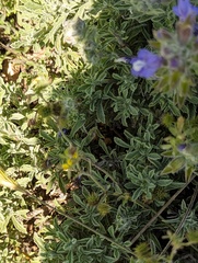 Salvia pisidica, photograph Michael, Antoni and Nihat Hinczewski, CC BY, iNaturalist via GBIF