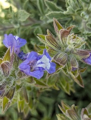 Salvia pisidica, photograph Michael, Antoni and Nihat Hinczewski, CC BY, iNaturalist via GBIF