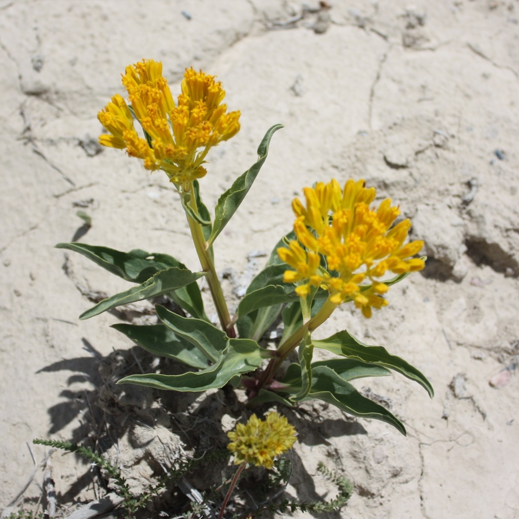 desert yellowhead in June 2014 by Walter Fertig · iNaturalist