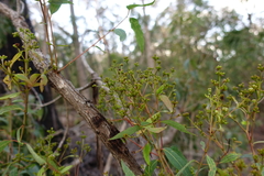 Angophora floribunda