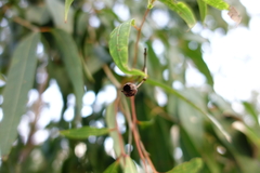 Angophora floribunda