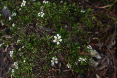 Leptospermum brevipes