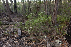 Leptospermum brevipes