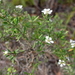 Leptospermum brevipes - Photo (c) Wayne Martin, algunos derechos reservados (CC BY-NC)