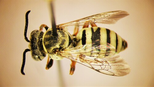 Triepeolus diffusus