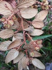 Gouania phillipsonii