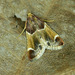 Meal Moth - Photo (c) Michał Brzeziński, some rights reserved (CC BY-NC), uploaded by Michał Brzeziński
