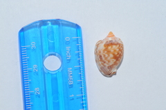 Cypraecassis testiculus