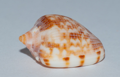 Cypraecassis testiculus