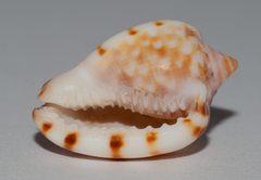 Cypraecassis testiculus