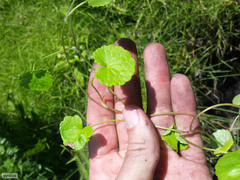 Centella eriantha