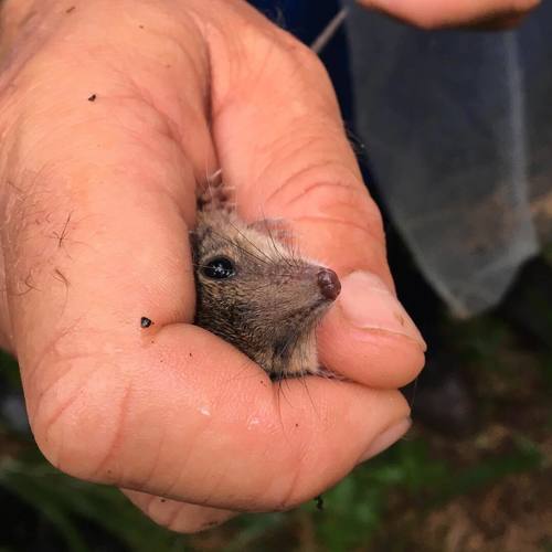 Antechinus stuartii