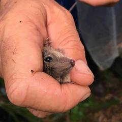 Antechinus stuartii