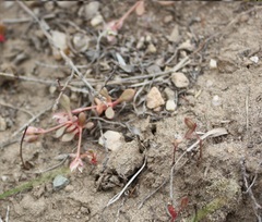 Calyptridium roseum