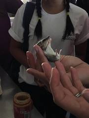 Sminthopsis crassicaudata