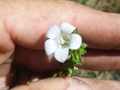 Roella amplexicaulis
