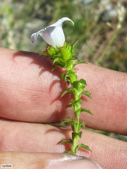 Roella amplexicaulis
