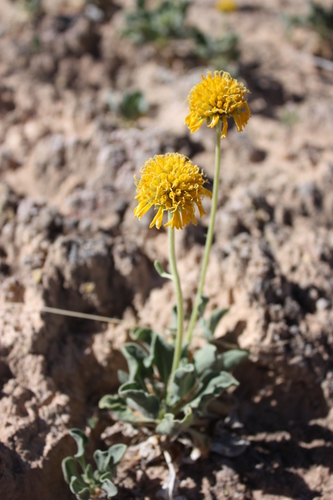 Parry's blanketflower (Gaillardia parryi)
