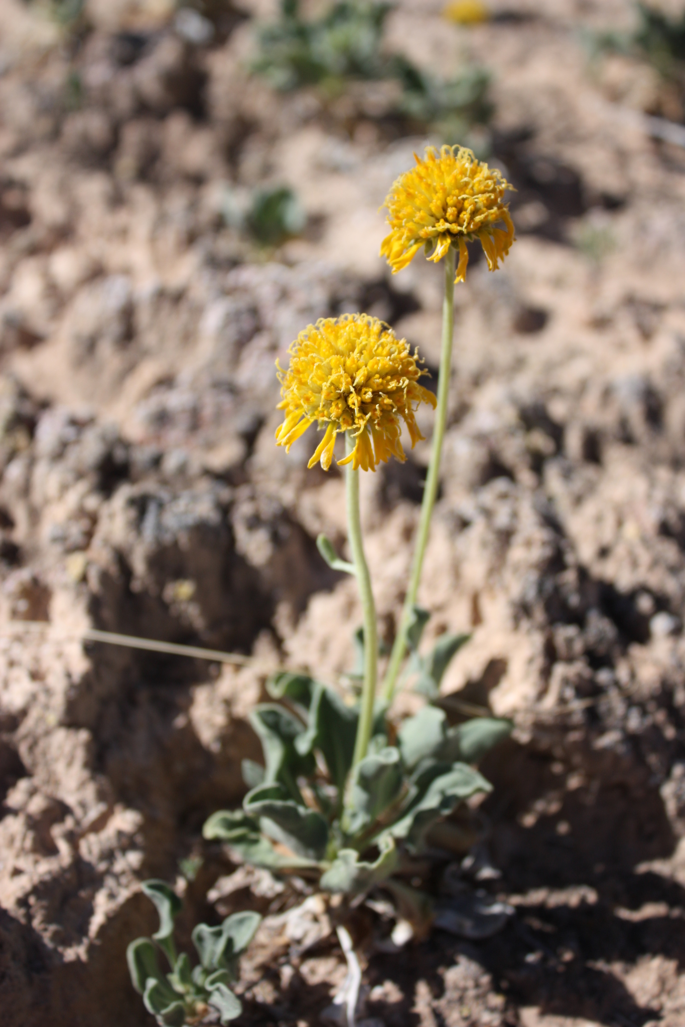 Gaillardia parryi