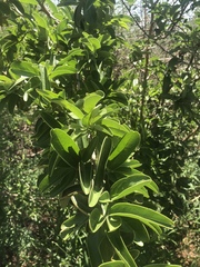 Ximenia caffra caffra