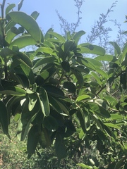 Ximenia caffra caffra