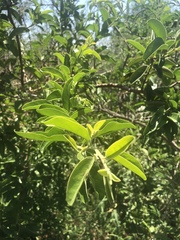 Ximenia caffra caffra