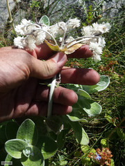 Helichrysum fruticans