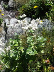 Helichrysum fruticans