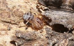 Dictis striatipes