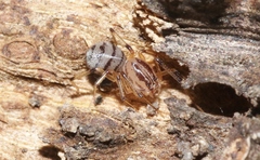 Dictis striatipes