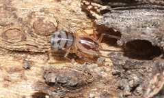 Dictis striatipes