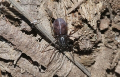 Dictis striatipes