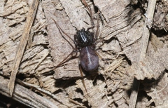 Dictis striatipes