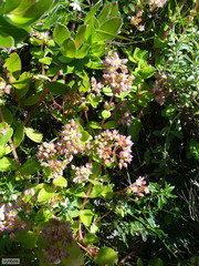 Crassula pellucida pellucida