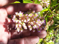 Crassula pellucida pellucida