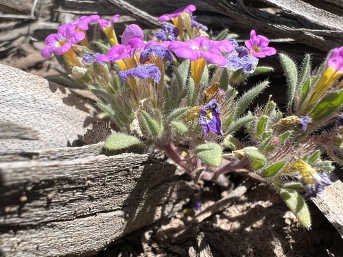 Ground nama (Nama aretioides)