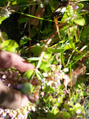 Crassula pellucida pellucida