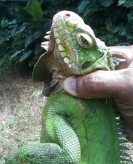 Iguana delicatissima