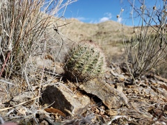 Echinomastus intertextus