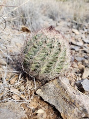 Echinomastus intertextus