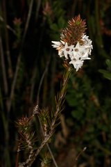 Epacris lanuginosa